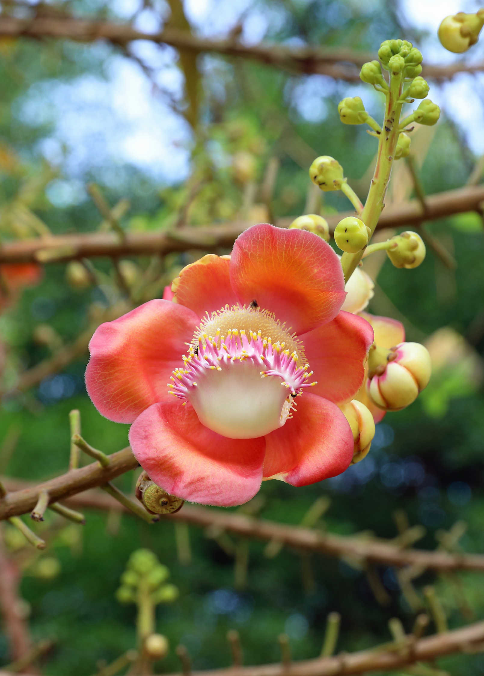 Cannonball Tree (Couroupita guianensis) tropical fruit tree in a coconut coir pot, with lush green leaves and flowering branches.