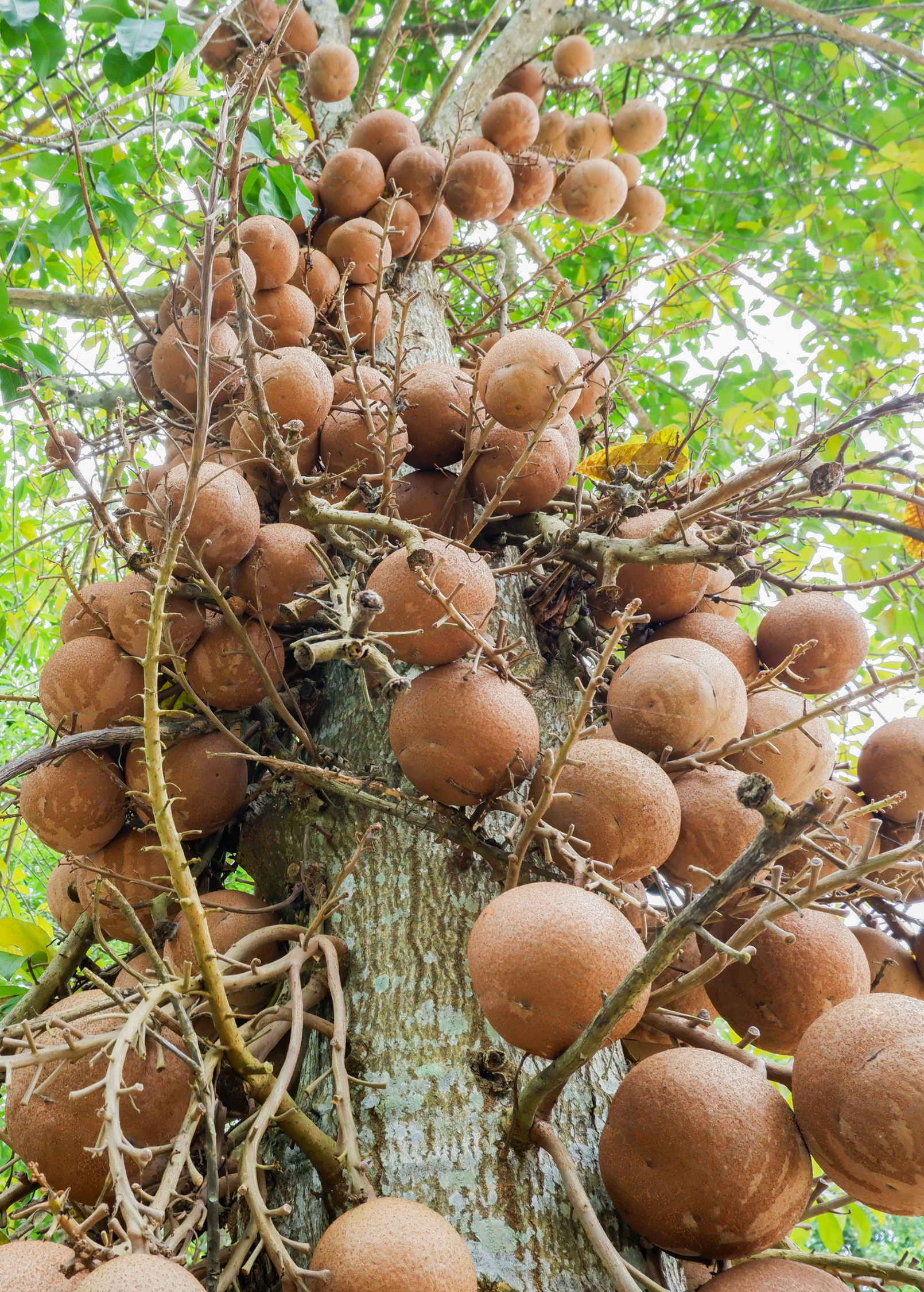 Cannonball Tree (Couroupita guianensis) tropical fruit tree in a coconut coir pot with lush green foliage and distinctive large flowers.