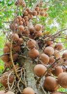 Cannonball Tree (Couroupita guianensis) tropical fruit tree in a coconut coir pot with lush green foliage and distinctive large flowers.