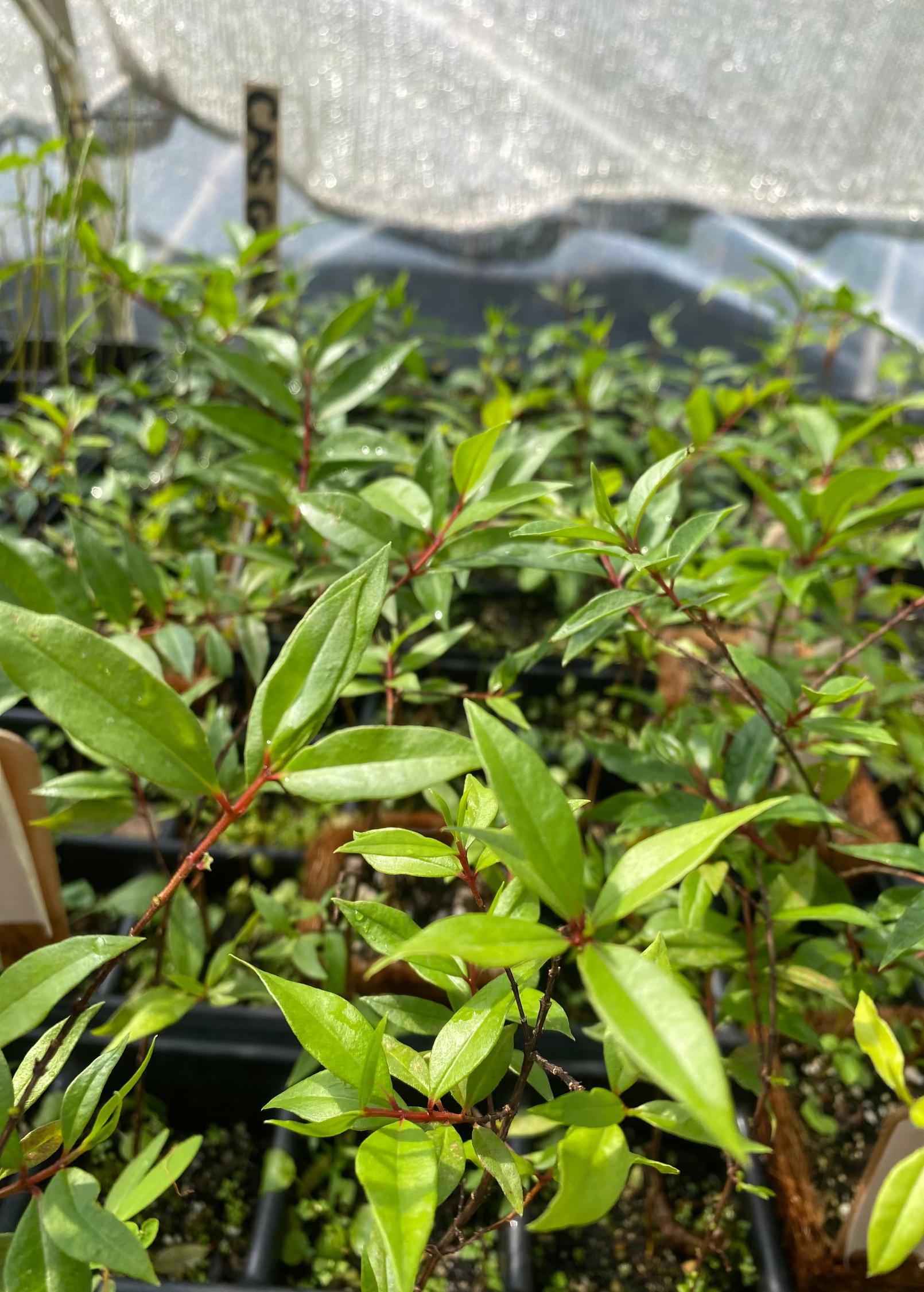 Costa Rican Cas Guava tropical fruit tree in coconut coir pot, grown by Sow Exotic, with lush green foliage.