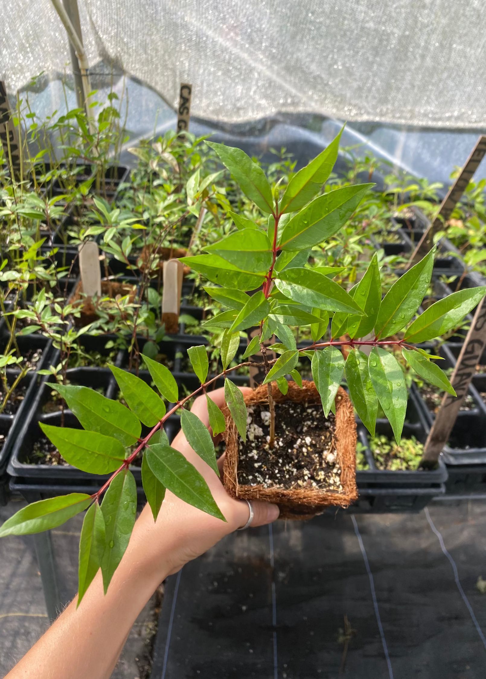 Costa Rican Cas Guava tropical fruit tree in coconut coir pot, grown by Sow Exotic, with lush green foliage.