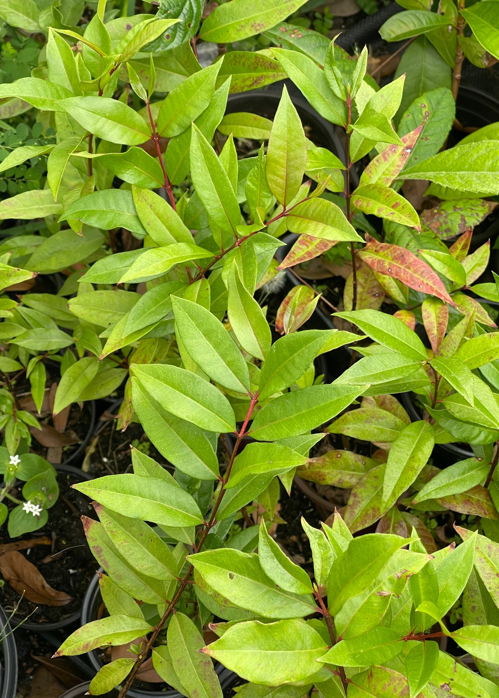 Costa Rican Cas Guava tropical fruit tree in a coconut coir pot, showcasing lush green foliage and healthy growth.