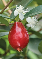 Cedar Bay Cherry tropical fruit tree in a coconut coir pot, grown by Sow Exotic, with lush green leaves and small fruit clusters.