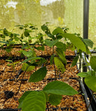 Cherimoya tropical fruit tree in coconut coir pot by Sow Exotic, healthy green leaves and young fruit visible.