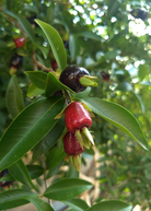 Cherry of the Rio Grande tropical fruit tree by Sow Exotic in a coconut coir pot, showing lush green foliage and healthy branches.