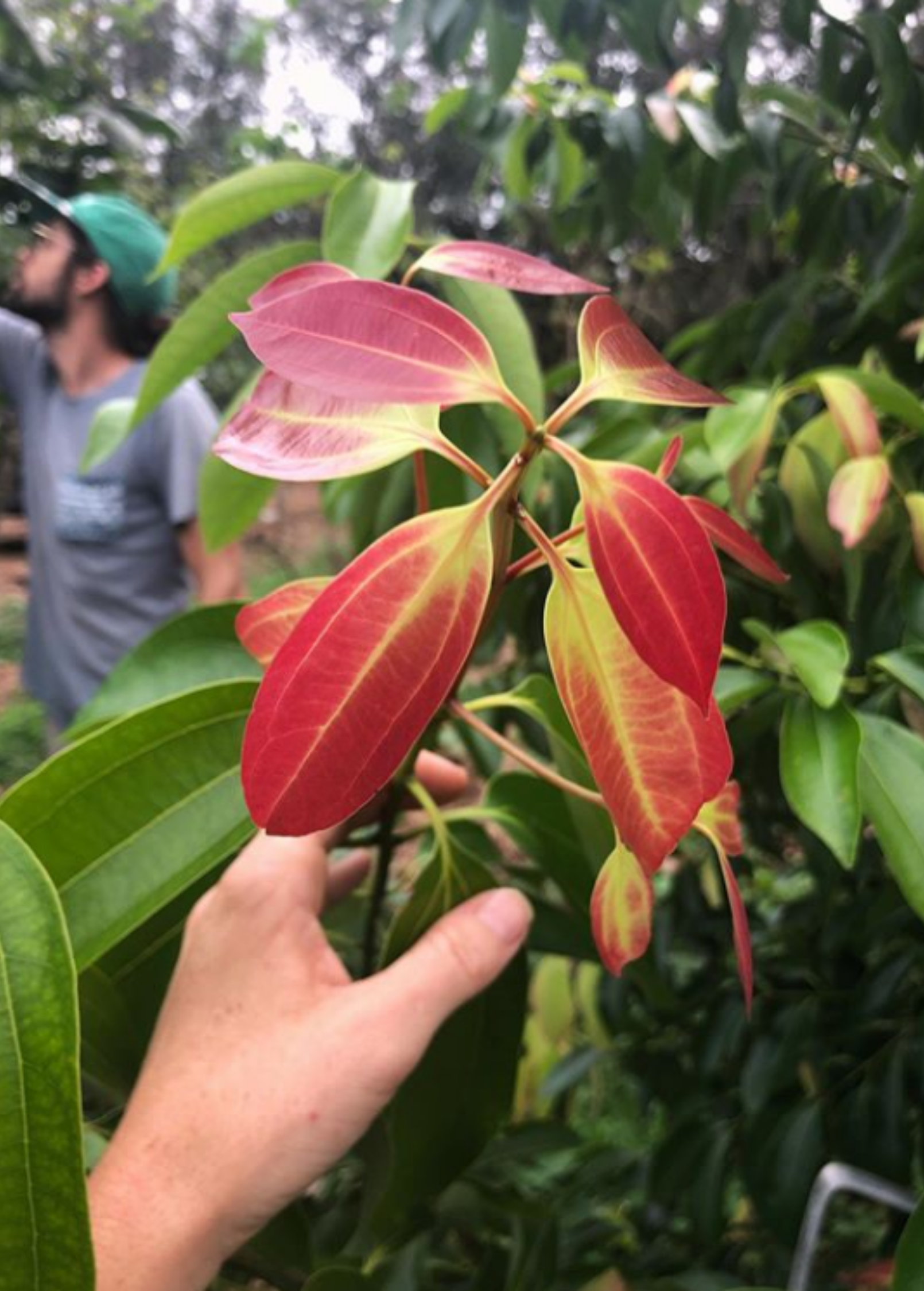 Cinnamon (Cinnamomum verum) tropical fruit tree in a coconut coir pot, grown by Sow Exotic.