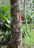 Cinnamon (Cinnamomum verum) tropical fruit tree in a coconut coir pot, healthy green leaves, from Sow Exotic.