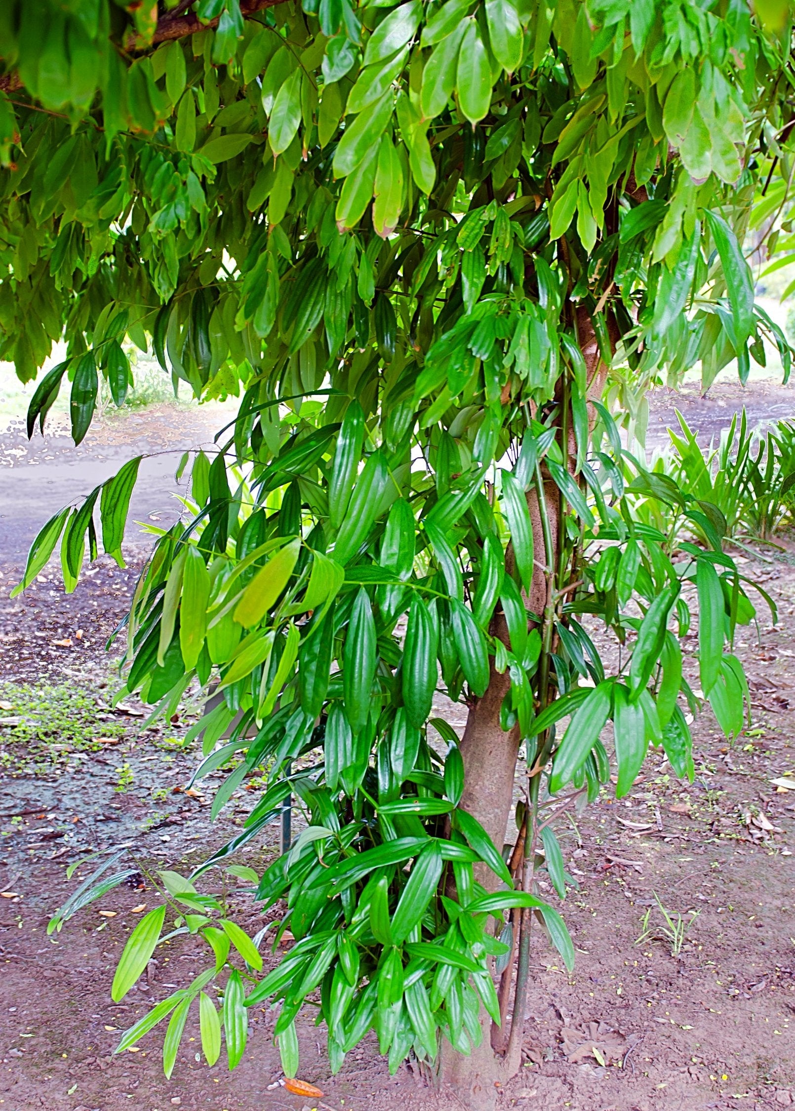 Cinnamon (Cinnamomum verum) tropical fruit tree in a coconut coir pot, grown by Sow Exotic.