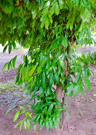 Cinnamon (Cinnamomum verum) tropical fruit tree in a coconut coir pot, grown by Sow Exotic.