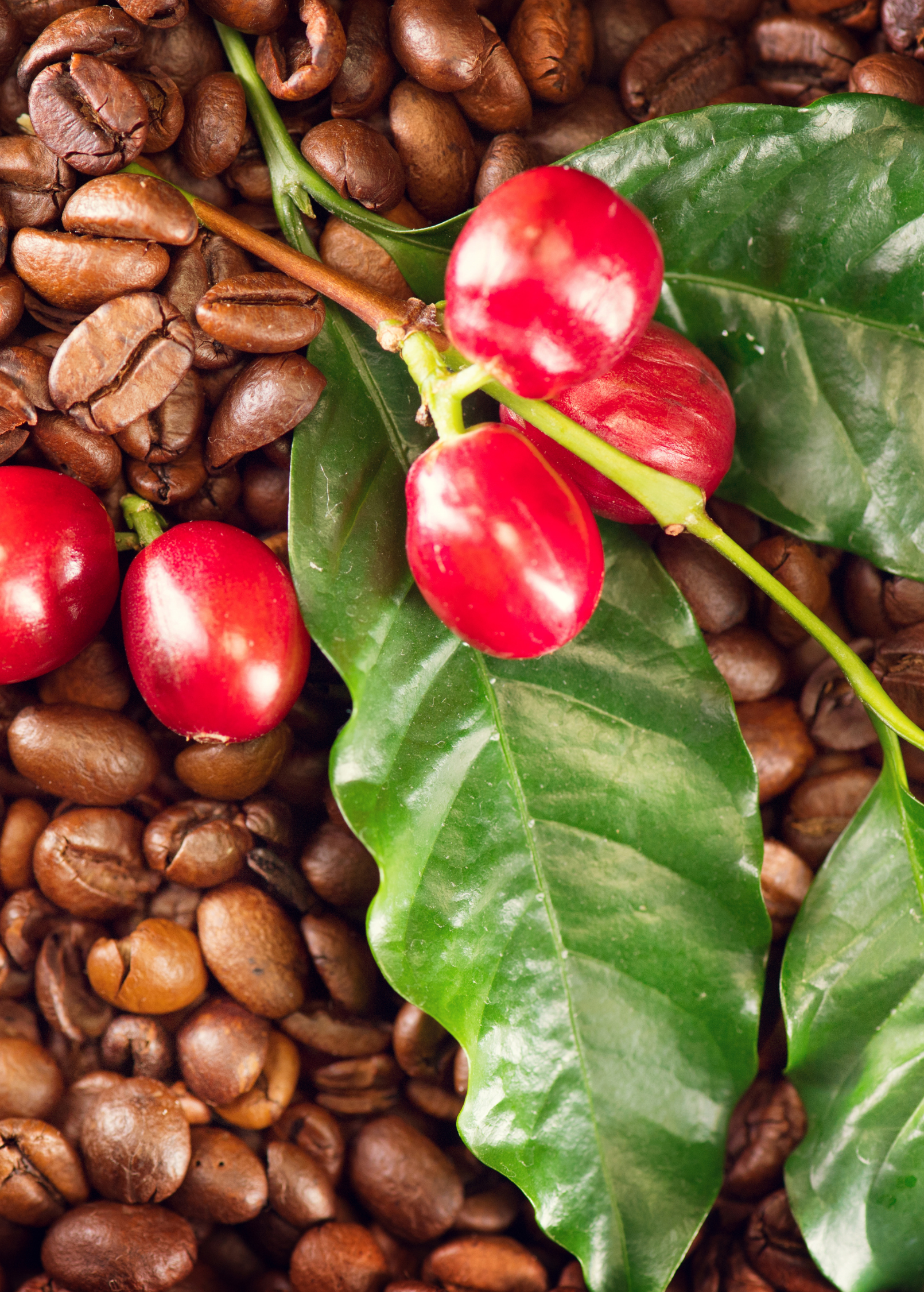 Tropical Coffea Arabica coffee tree in a coconut coir pot, grown by Sow Exotic, with lush green leaves and young coffee cherries.