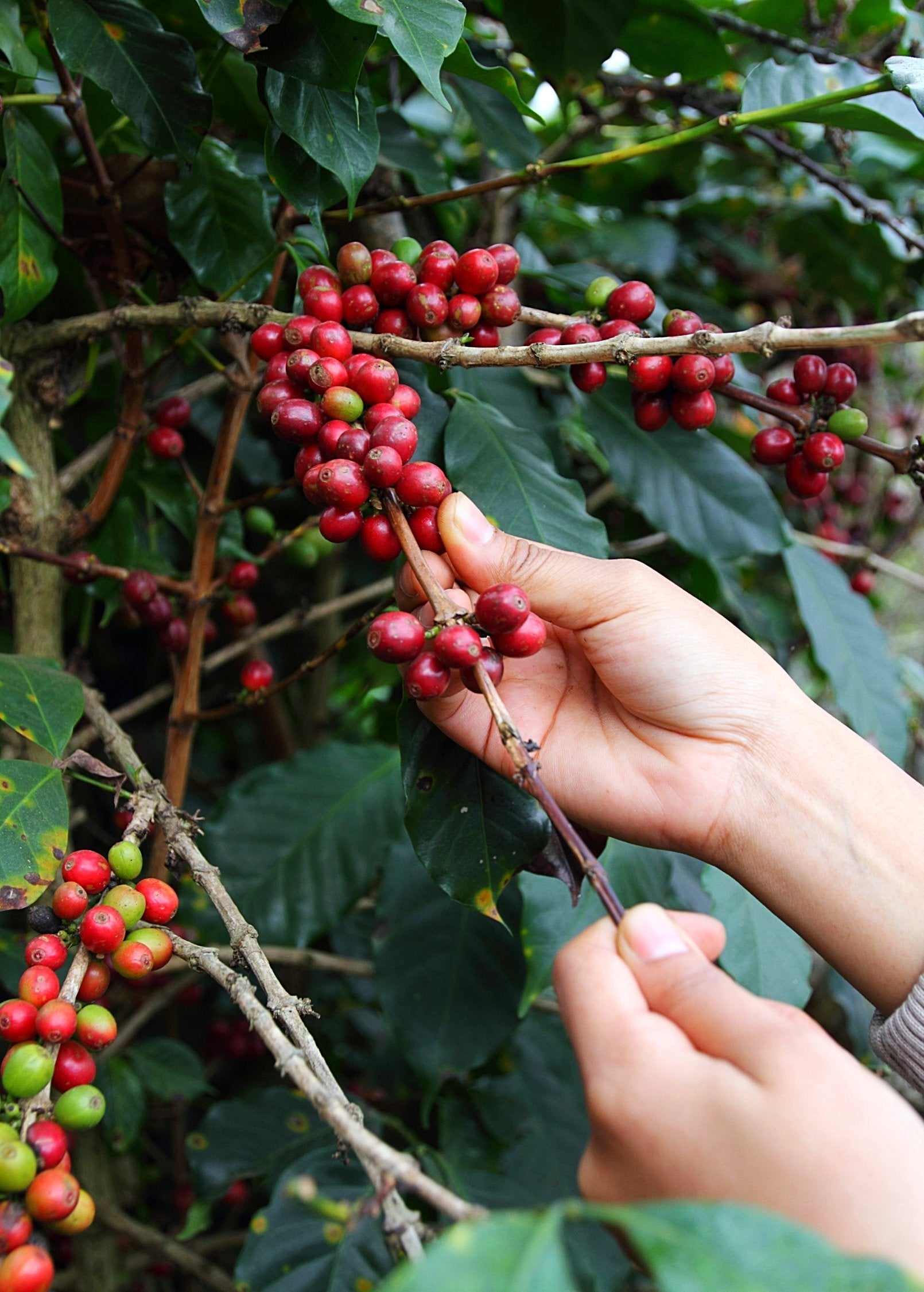 Sow Exotic Coffea Arabica tropical fruit tree in a coconut coir pot, featuring lush green coffee plant leaves.