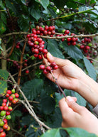 Sow Exotic Coffea Arabica tropical fruit tree in a coconut coir pot, featuring lush green coffee plant leaves.