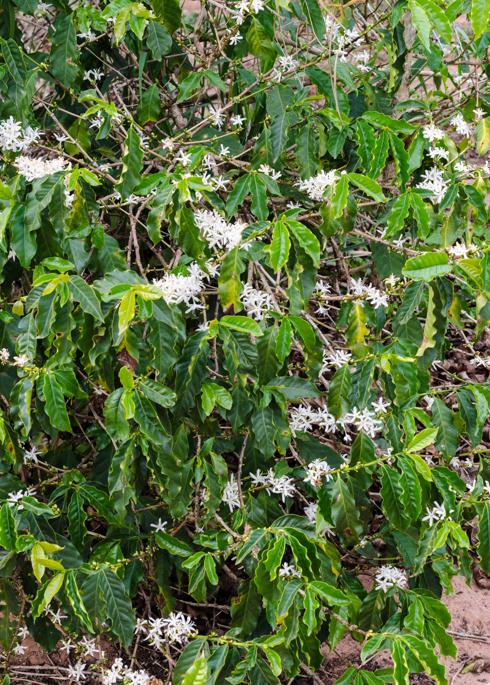 Sow Exotic Coffea arabica tropical fruit tree in a coconut coir pot, showcasing lush green coffee plant leaves.