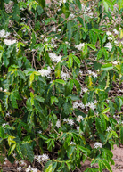Sow Exotic Coffea arabica tropical fruit tree in a coconut coir pot, showcasing lush green coffee plant leaves.