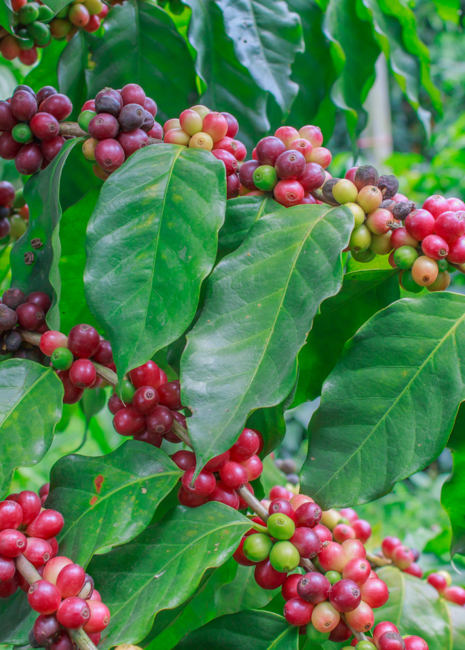 Tropical Coffea liberica coffee plant in coconut coir pot, grown by Sow Exotic, with lush green leaves and healthy growth.