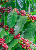Tropical Coffea liberica coffee plant in coconut coir pot, grown by Sow Exotic, with lush green leaves and healthy growth.