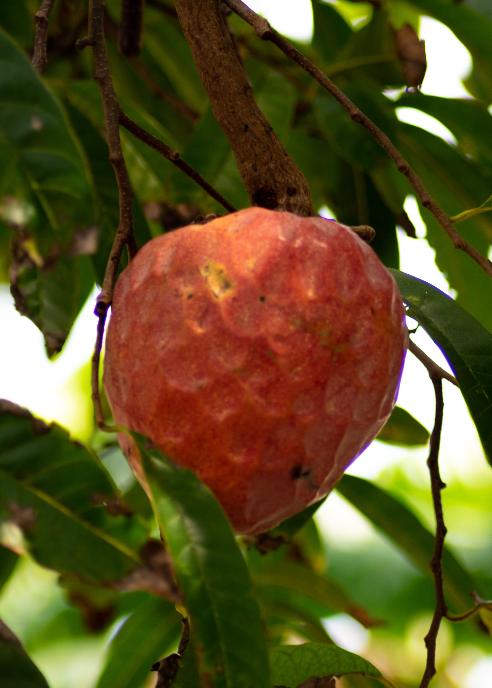 Red custard apple tropical fruit tree in a coconut coir pot by Sow Exotic, showcasing lush foliage and vibrant fruit.