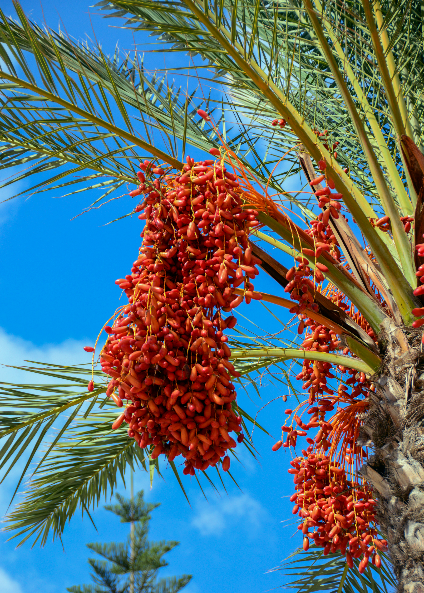 Tropical Date Palm (Phoenix dactylifera) in coconut coir pot, showcasing lush green fronds and healthy growth.