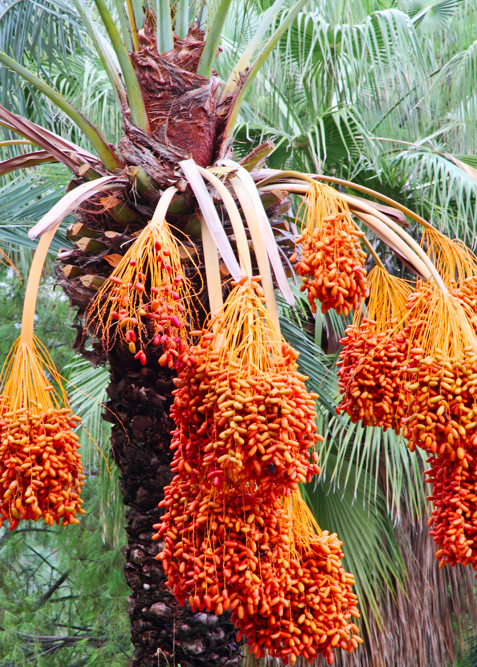 Healthy date palm (Phoenix dactylifera) tropical fruit tree in coconut coir pot by Sow Exotic, showing lush green fronds.