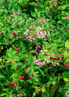 Dwarf Barbados Cherry tropical fruit tree in a coconut coir pot, healthy green leaves and small fruit visible, by Sow Exotic.