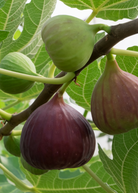 Small Fig 'Little Ruby' tropical fruit tree in coconut coir pot, showcasing lush green leaves and budding fruit.