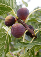 Tropical Fig 'Olympian' (Ficus carica) tree in coconut coir pot, grown by Sow Exotic, ready for planting or display.