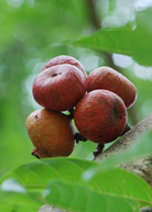 Tropical Fig 'Royal Vineyard' tree in coconut coir pot, showing lush green leaves and healthy growth, by Sow Exotic.