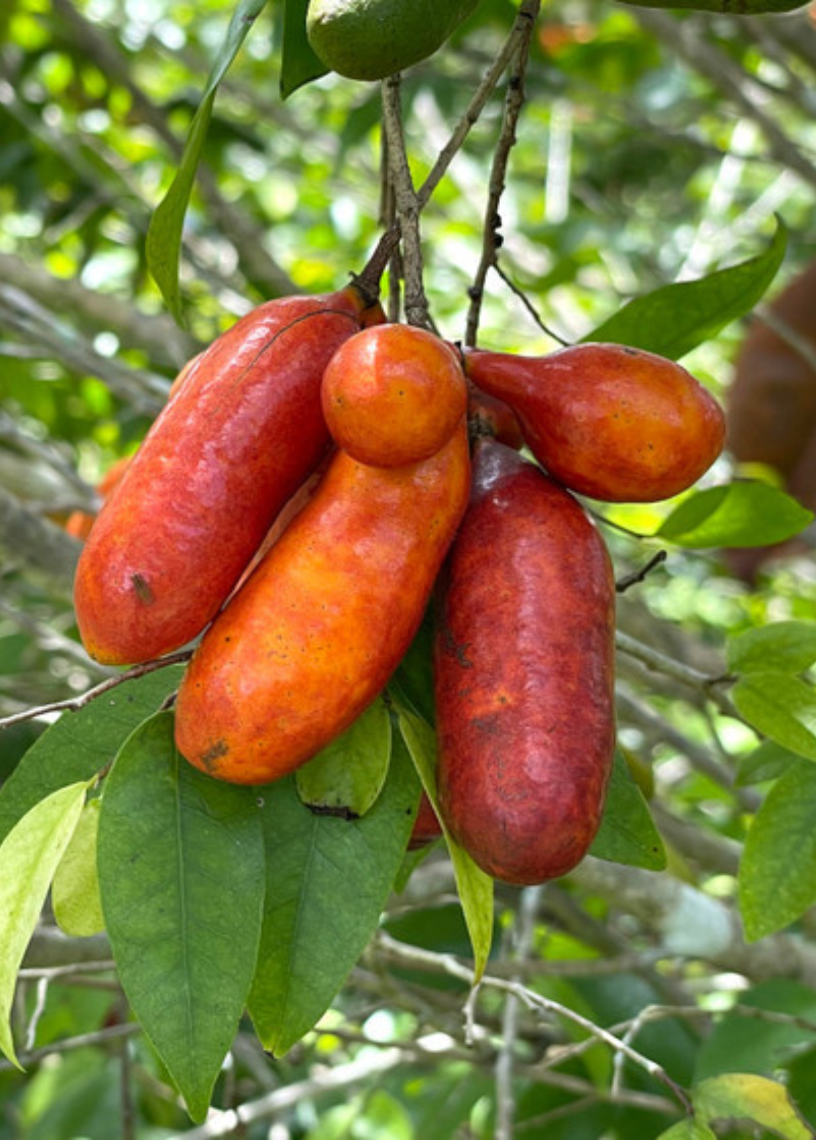 Fingersop tropical fruit tree in a coconut coir pot, showcasing lush green leaves and young branches.