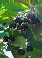 Tropical Grumichama (Eugenia brasiliensis) fruit tree in a coconut coir pot by Sow Exotic, showcasing lush green foliage.