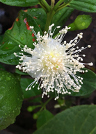 Tropical Guava and Lemon fruit tree in a coconut coir pot by Sow Exotic, showcasing lush green foliage and young fruit.