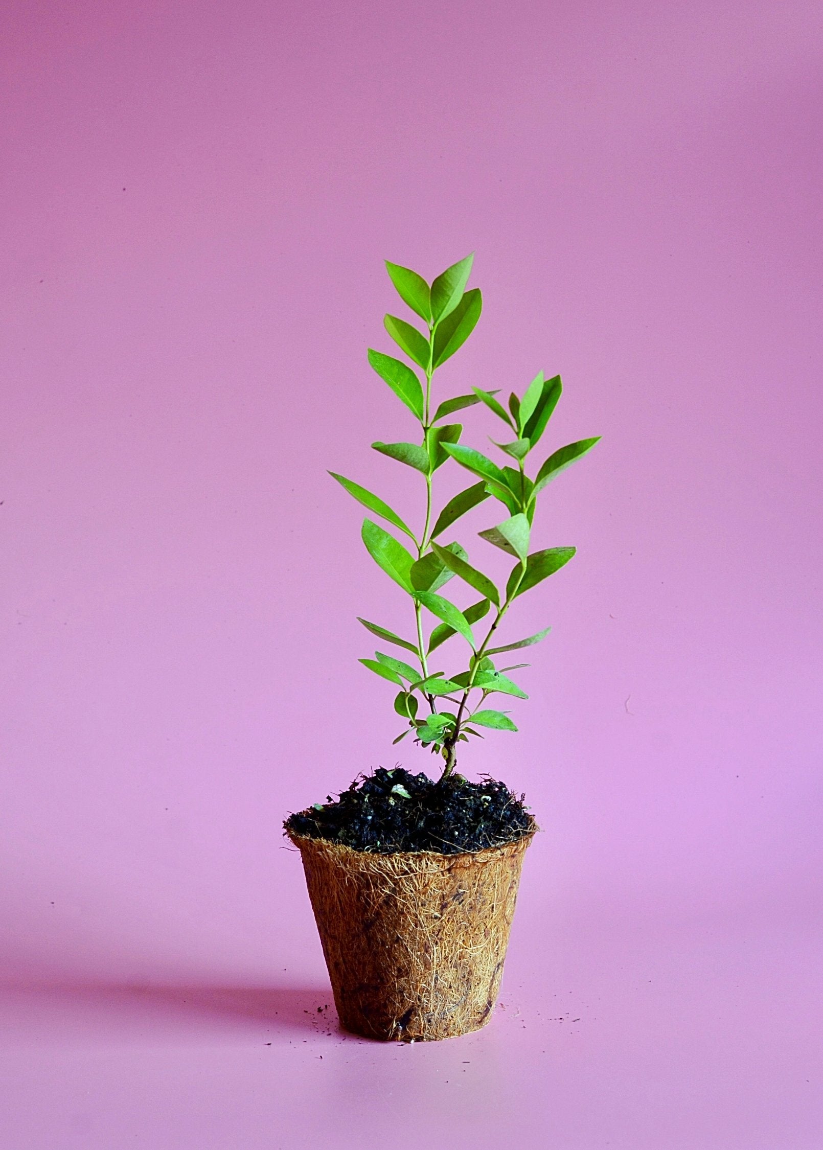 Tropical fruit tree in a coconut coir pot with lush green guava and lemon leaves, labeled as Sow Exotic Psidium littorale.