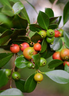 Tropical Guava and Strawberry fruit tree in a coconut coir pot, grown by Sow Exotic, with healthy green leaves and young fruit.