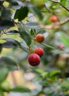 Tropical guava and strawberry fruit tree in a coconut coir pot by Sow Exotic, showcasing lush green foliage and developing fruit.
