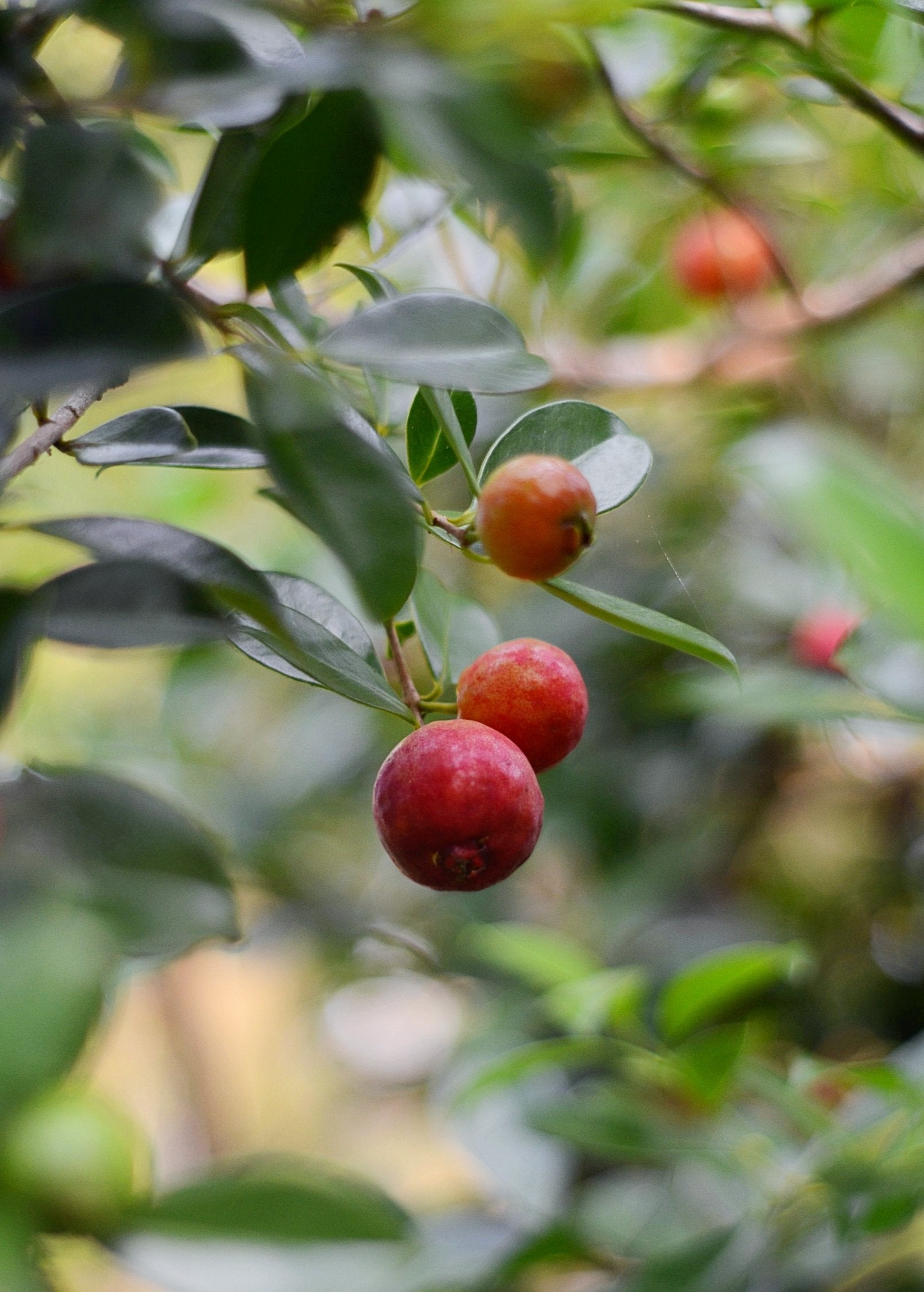 Tropical guava and strawberry fruit tree in a coconut coir pot by Sow Exotic, showcasing lush green foliage and developing fruit.