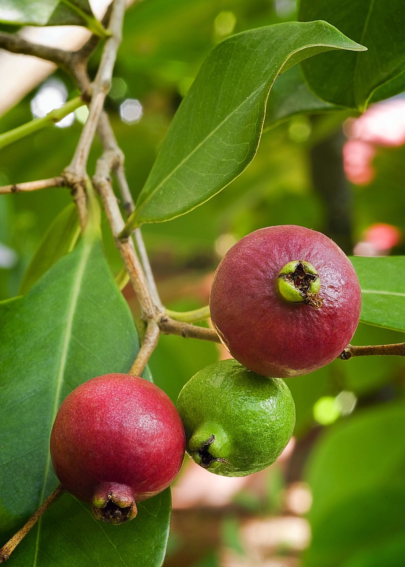 Tropical Guava and Strawberry fruit tree in a coconut coir pot by Sow Exotic, showcasing lush green foliage and young fruit.
