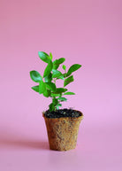 Tropical guava and strawberry fruit tree in a coconut coir pot, grown by Sow Exotic, with lush green leaves and developing fruit.