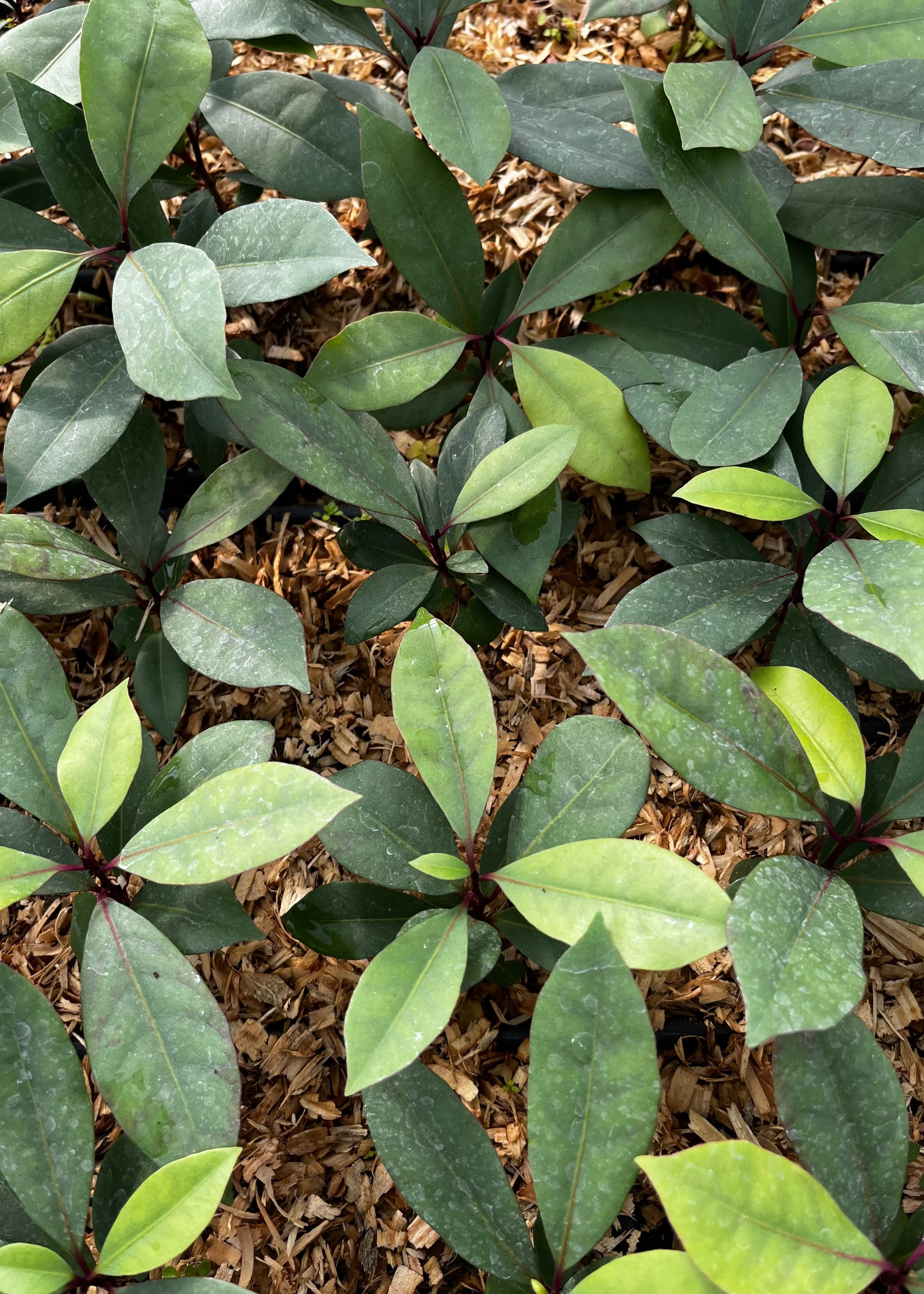 Tropical fruit tree Hojas de Salat (Neea psychotrioides) in coconut coir pot, featuring lush green leaves and compact growth.
