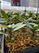 Hojas de Salat (Neea psychotrioides) tropical fruit tree in coconut coir pot with lush green leaves.
