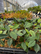 Tropical fruit tree in a coconut coir pot with lush green leaves, Neea psychotrioides, from Sow Exotic.