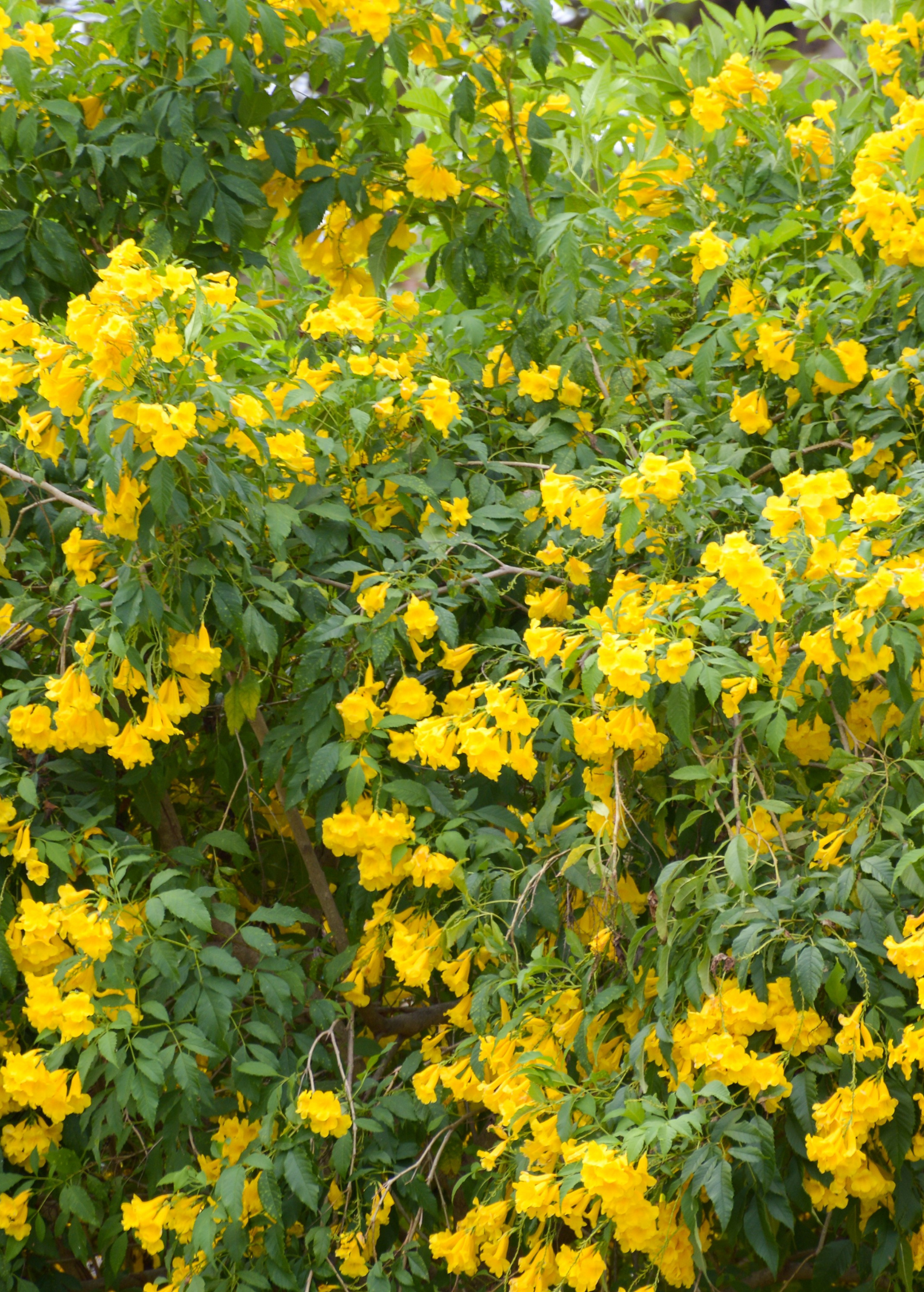 Yellow Elder (Tecoma stans) tropical fruit tree with lush green leaves in a coconut coir pot, grown by Sow Exotic.
