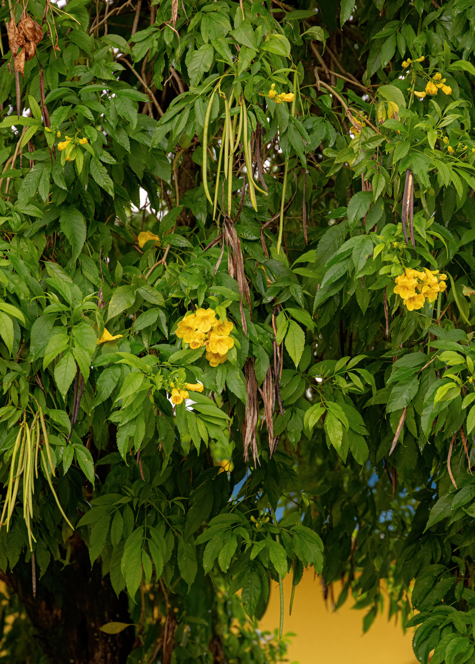 Yellow Elder (Tecoma stans) tropical fruit tree with lush green leaves in a coconut coir pot by Sow Exotic.