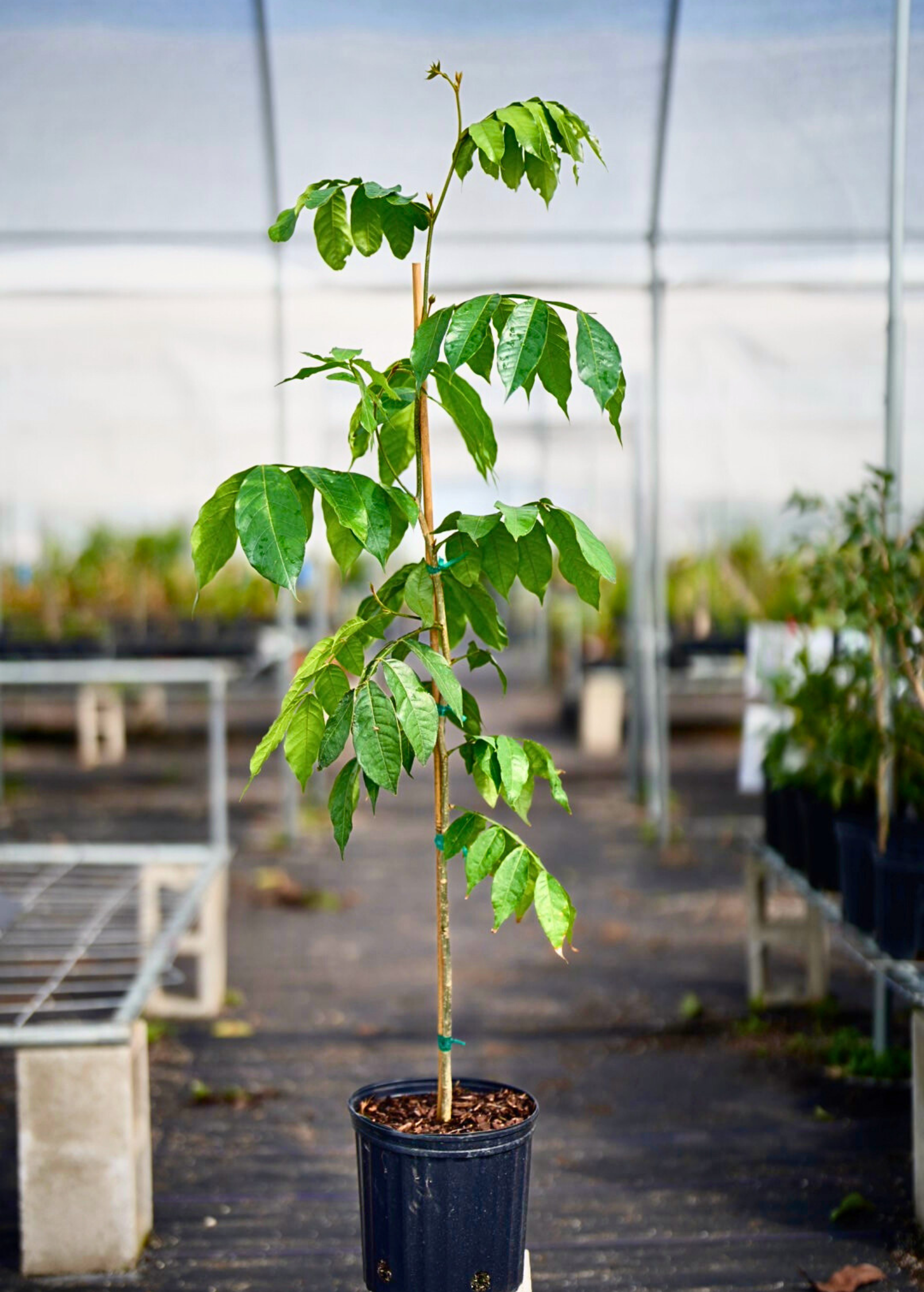 Tropical Ice Cream Bean tree in a coconut coir pot, showing lush green foliage and growing branches of Feuileei (Inga feuilleei).