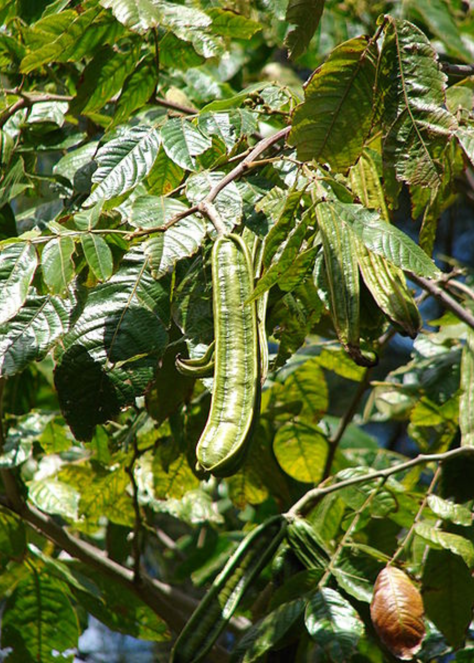 Tropical Ice Cream Bean tree in coconut coir pot, displaying lush green foliage, grown by Sow Exotic.