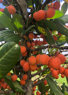 Imbe Garcinia livingstonei tropical fruit tree in a coconut coir pot, grown by Sow Exotic, with lush green leaves.
