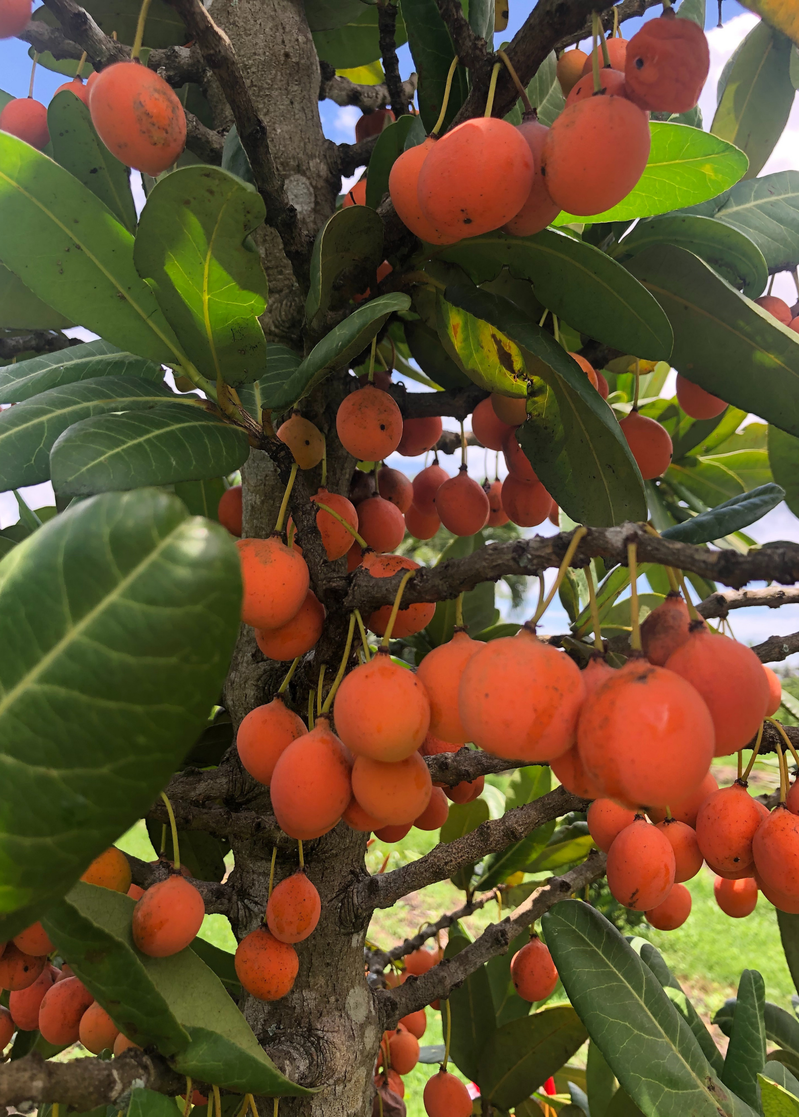Imbe Garcinia livingstonei tropical fruit tree in a coconut coir pot, grown by Sow Exotic, with lush green leaves.