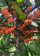 Imbe Garcinia livingstonei tropical fruit tree in coconut coir pot, cultivated by Sow Exotic, with lush green leaves and compact growth