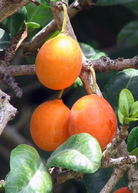Imbe tropical fruit tree in coconut coir pot by Sow Exotic, showcasing lush green foliage and healthy growth.