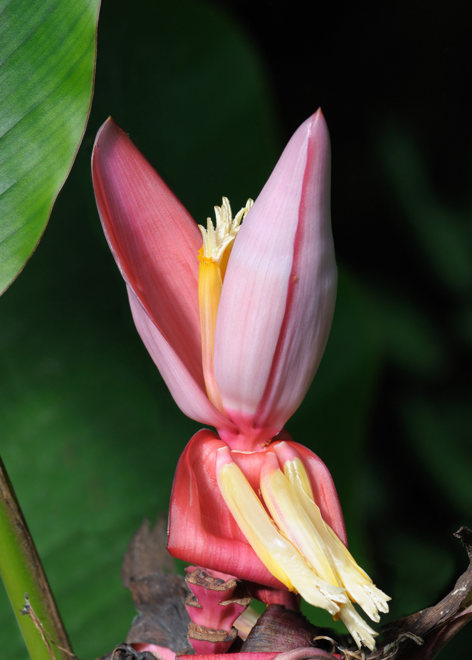 Indian Dwarf Banana Musa manii tropical fruit tree in a coconut coir pot, showcasing lush green foliage and compact growth.