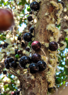 Potted Jabuticaba tropical fruit tree with lush green leaves and small fruit clusters in a coconut coir pot.