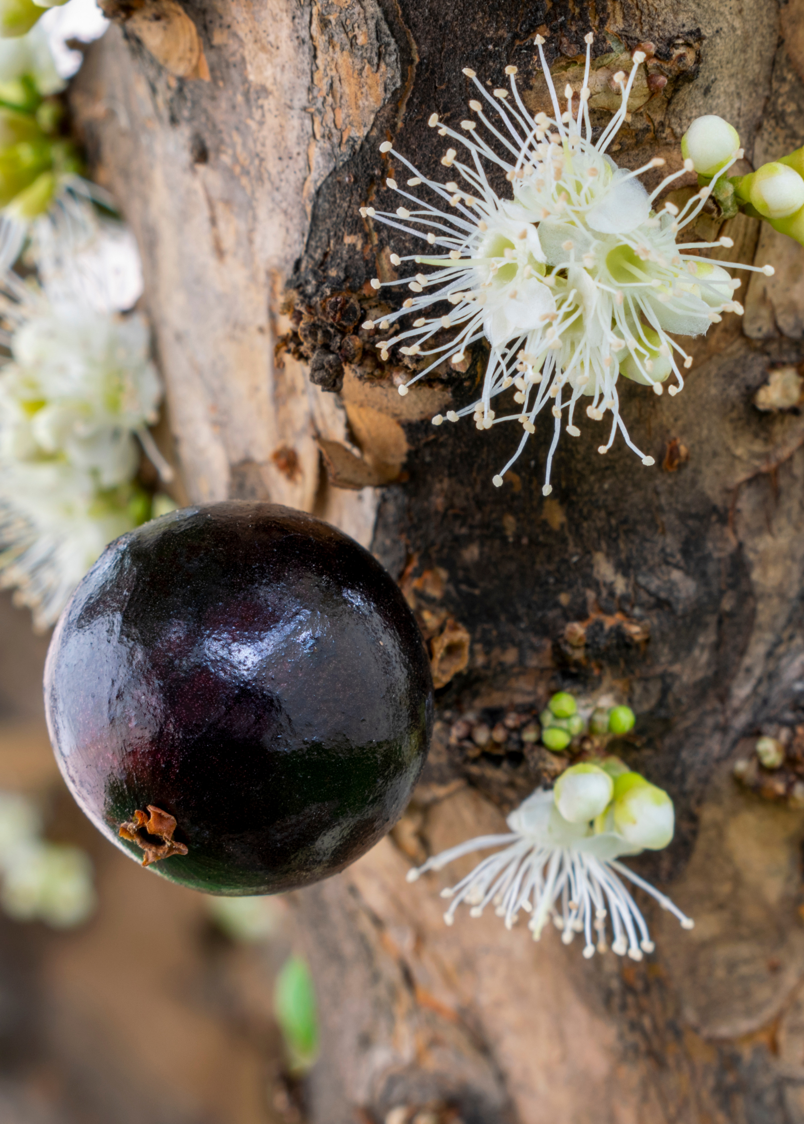 Tropical Jabuticaba tree in coconut coir pot by Sow Exotic, showcasing lush green foliage and developing fruit clusters.
